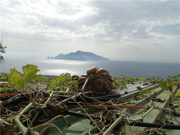 view from family farm over Capri